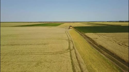 Harvester Machine Collecting Crops in Vast Rural Field