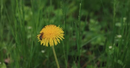 Bee Pollinating Dandelion Flower in Green Meadow