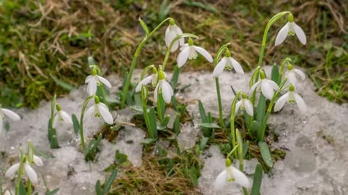 Spring Time Snowdrop Flowers Bloom and Snow Melt