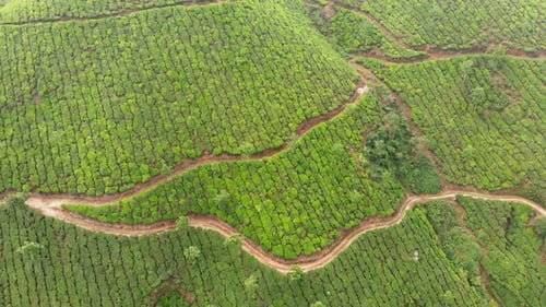 Vue aérienne des plantations de thé par drone dans les environs de la ville de Munnar