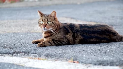 Beautiful Domestic Cat Looking Around