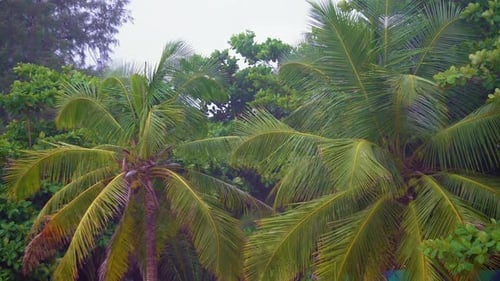Palm Tree on The Coast of A Tropical Island