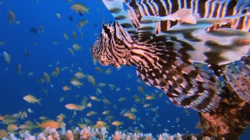 Vibrant Marine Life on a Tropical Coral Reef
