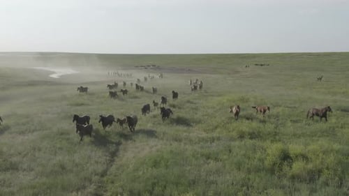Wild Horses Running Dust From Under the Hooves