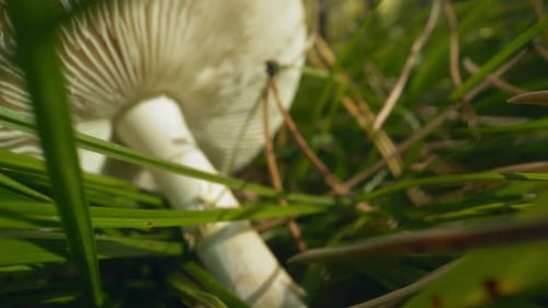 Motion to Russula Mushroom Lying in Meadow Grass in Forest