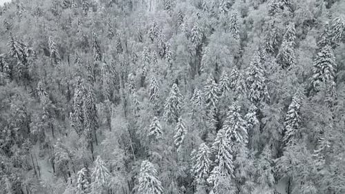 Aerial Top View of Snowcovered Frozen Trees Covered with Snow and Frost