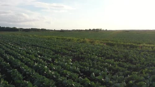 Kohlplantage auf dem Feld. Gemüse wächst in Reihen