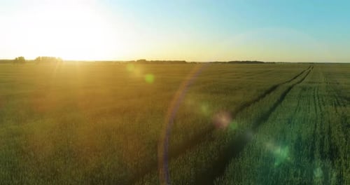 Low Altitude Flight Above Rural Summer Field with Endless Yellow Landscape at Summer Sunny Evening