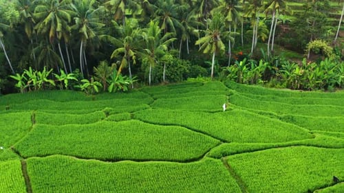 Looking down onto a rice terrace field