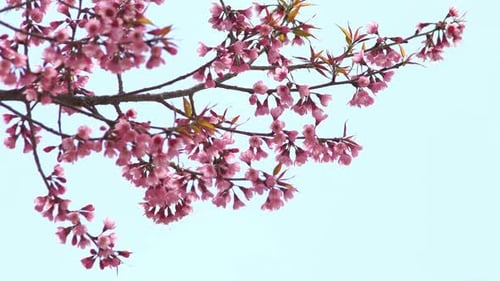 Kirschblüten-Hintergrund