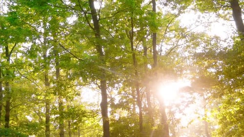 Sunlight Streaming Through Forest Canopy in Golden Hour