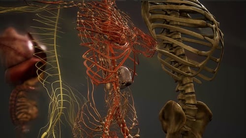 Detailed 3D Human Anatomy Systems Animated Medical Visualization