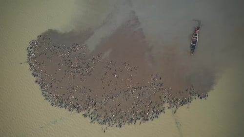 Vue aérienne d'un pêcheur le long de la rivière Baulai dans l'État de Sylhet, au Bangladesh.