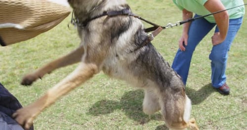 Trainer training a shepherd dog in the field 4k