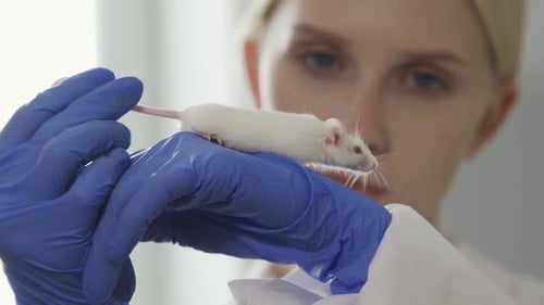 Scientist Holds Lab Mouse in Blue Gloves