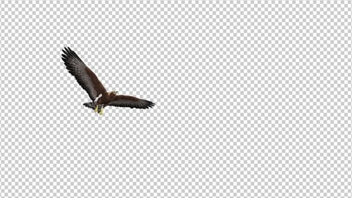 Golden Eagle - 4K Flying Transition