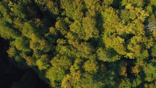 Drohnen-Wald