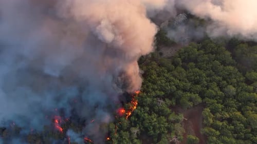 Natural Disaster Forest Fire