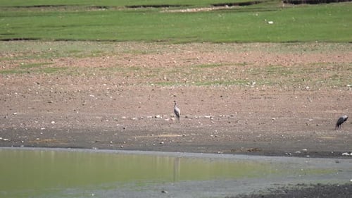 Real Wild Crane Birds in Natural Lakeshore