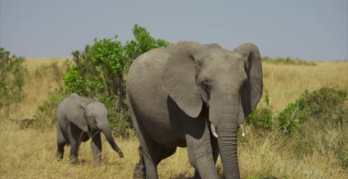 Mutter und Baby Elefant gehen