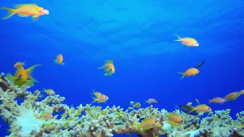 Underwater Scene Blue Sea