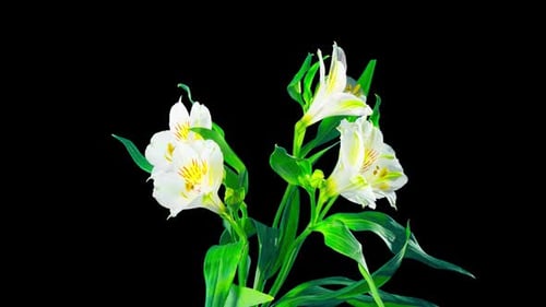 Alstroemeria flower blossoms