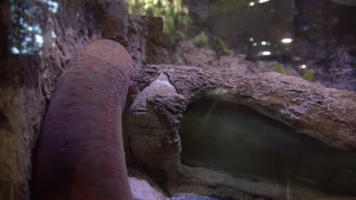 Electric eel moving around its tank at an aquarium