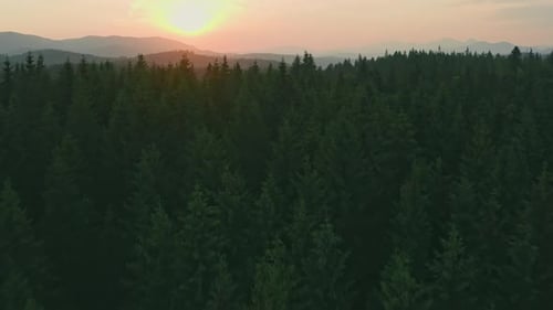 Tree Pine Forest Wood Mountains Valley Travel View Area View Linda