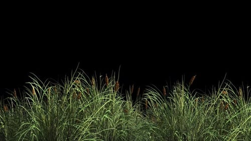 Animated Green Grass and Cattails Swaying Element