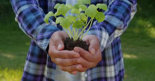 Farmer's Hand Holds a Fresh Cucumber Seedling of a Young Plant