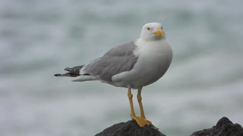 Ein wunderschöner, sauberer und heller gefiederter Möwenvogel in der Nähe des Meeres im Regen