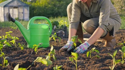 A Woman Plants Pepper Seedlings on a Plantation