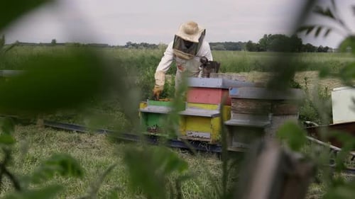 Beekeeper is working with bees and beehives