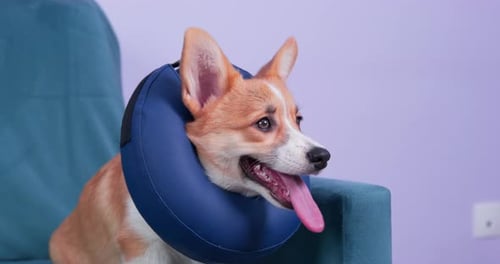 Le mignon chiot Welsh Corgi Pembroke, vêtu d'un collier de protection médical souple, s'assoit sur le canapé de la maison après