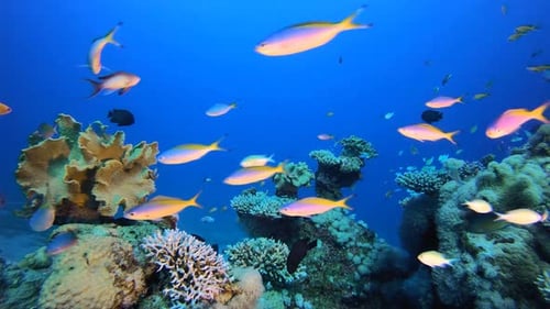 Colorful Reef Scene