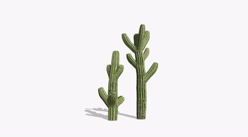 Blooming Saguaro Cacti Growth on a White Background