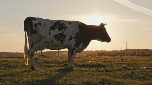 Cow Grazing in a Field at Sunset
