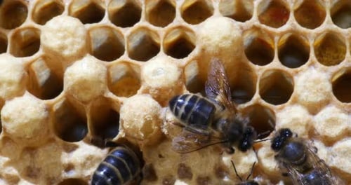 |European Honey Bee, apis mellifera,Males Brood, Bee Hive in Normandy, Real Time 4K