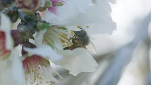 Bee Collects Pollen From Delicate White Flower