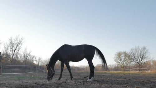 Beautiful Thoroughbred Horse Graze in the Meadow, Eat Grass. Animal Care. Concept of Horses and