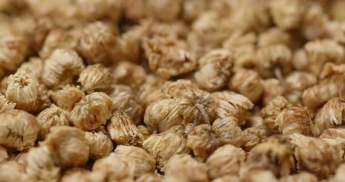 Dried Chrysanthemum Flowers in a Close-Up View
