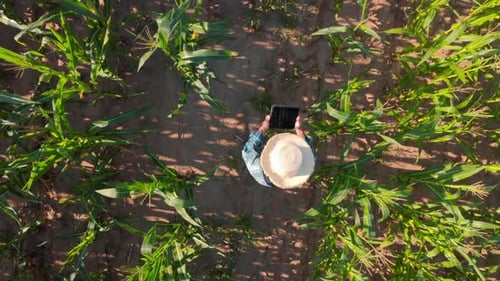 Farmer Walking Through Cornfield Holding Gadget Tablet Top View