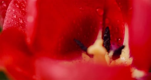 Macro Shot of a Red Tulip with Water Droplets