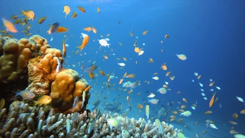 Blue Sea Water and Colorful Fish