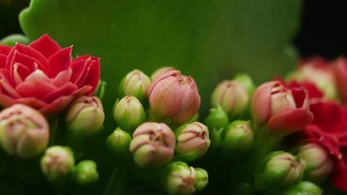 Blume