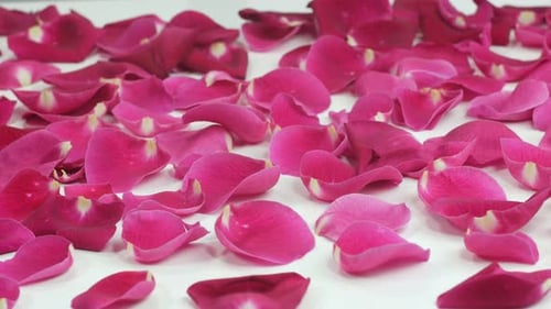 Romantic Rose Petals