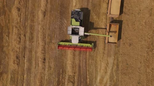 Combine Harvester Working In The Field.
