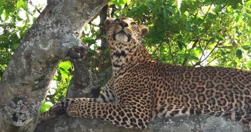 Leopard, Panthera Pardus, Erwachsener stehend im Baum, Masai Mara Park in Kenia, Echtzeit 4K