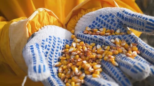A Farmer Holds Seed Corn in His Hands. Grains Falling in Slow Motion. Good Harvest Concept.