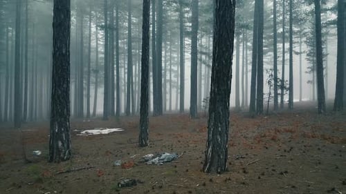 Texture of the misty forest aerial view background 4 K